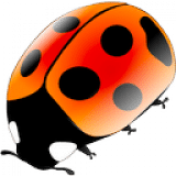 Coccinellida